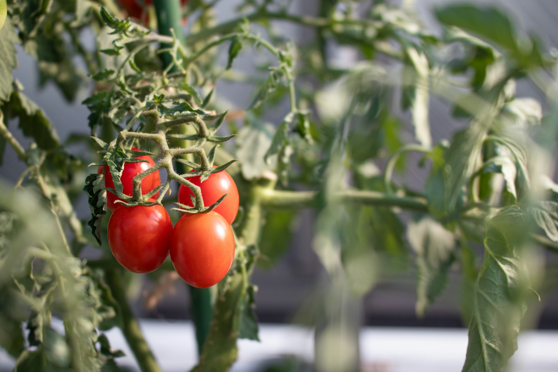 Tomatoes growing on a plant in a greenhouse